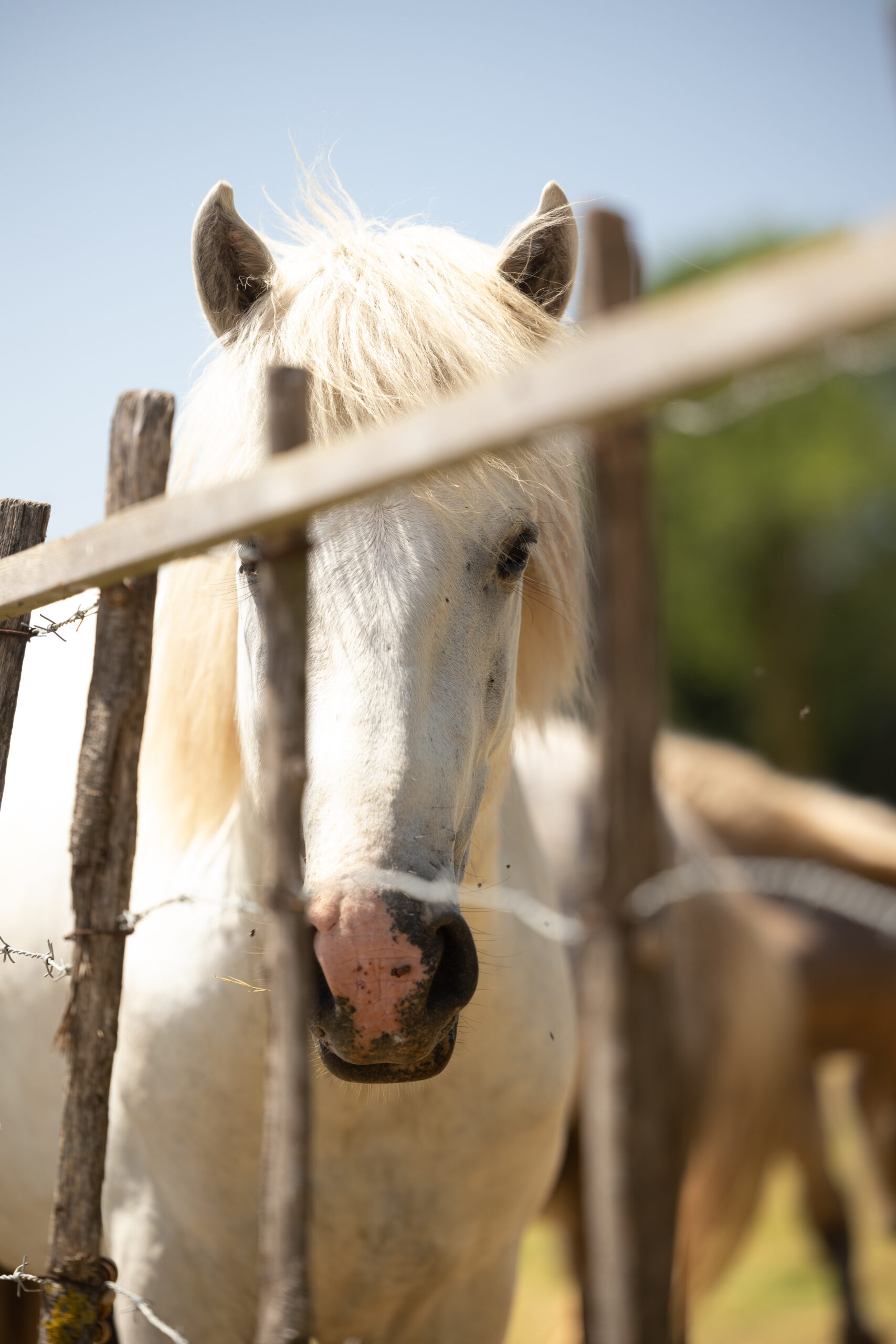Chevaux @thegoodclick2