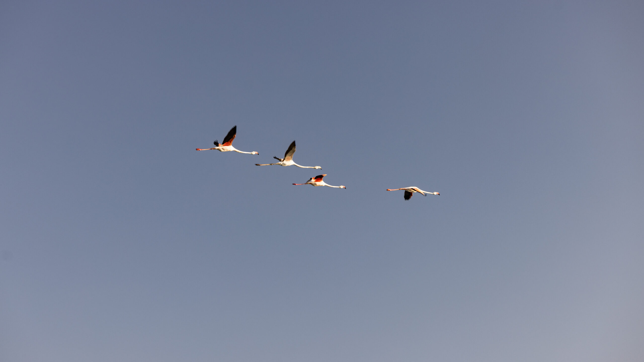 Flamant Rose Drone @thegoodclick11