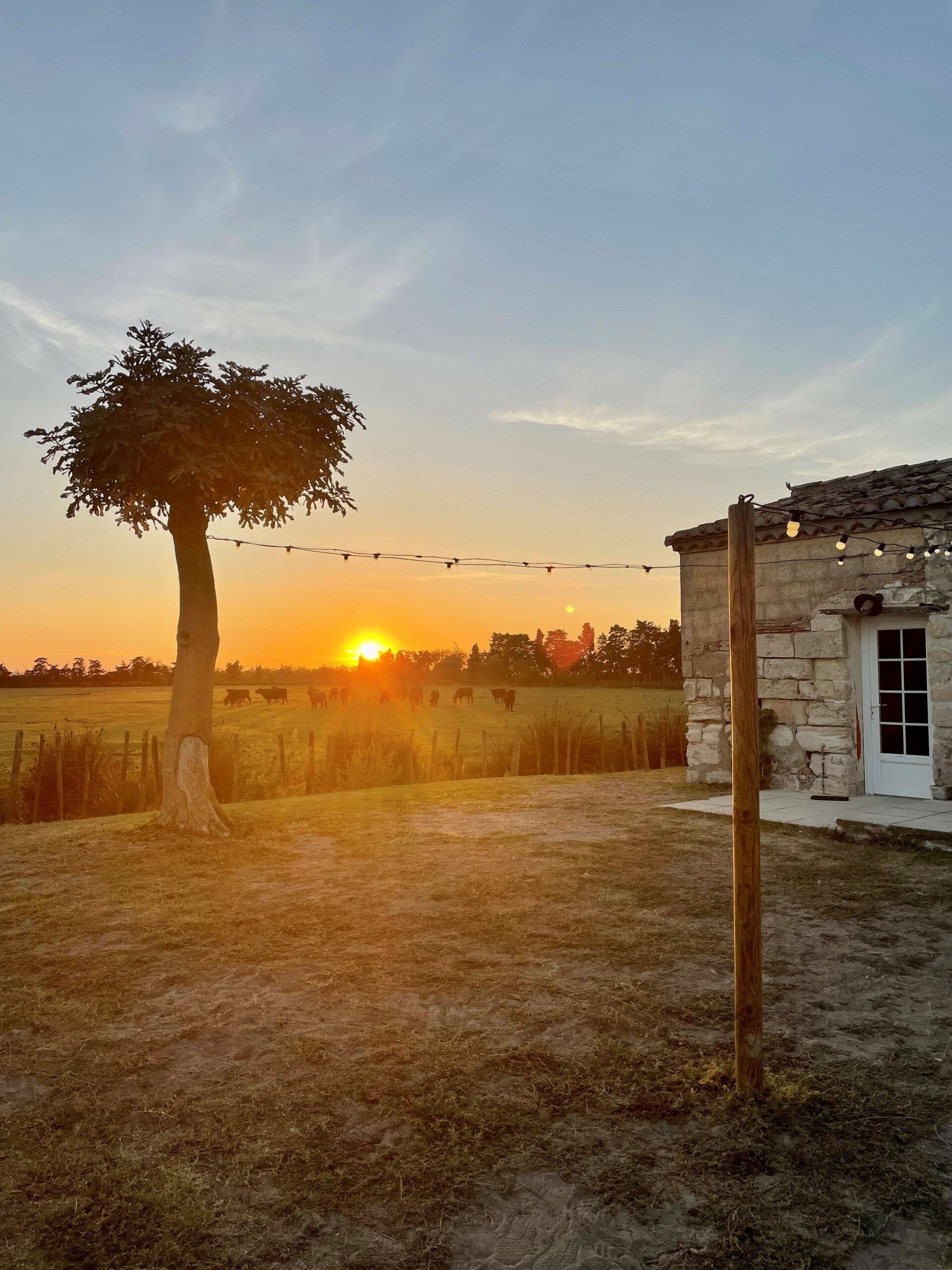 Mazet coucher de soleil taureaux