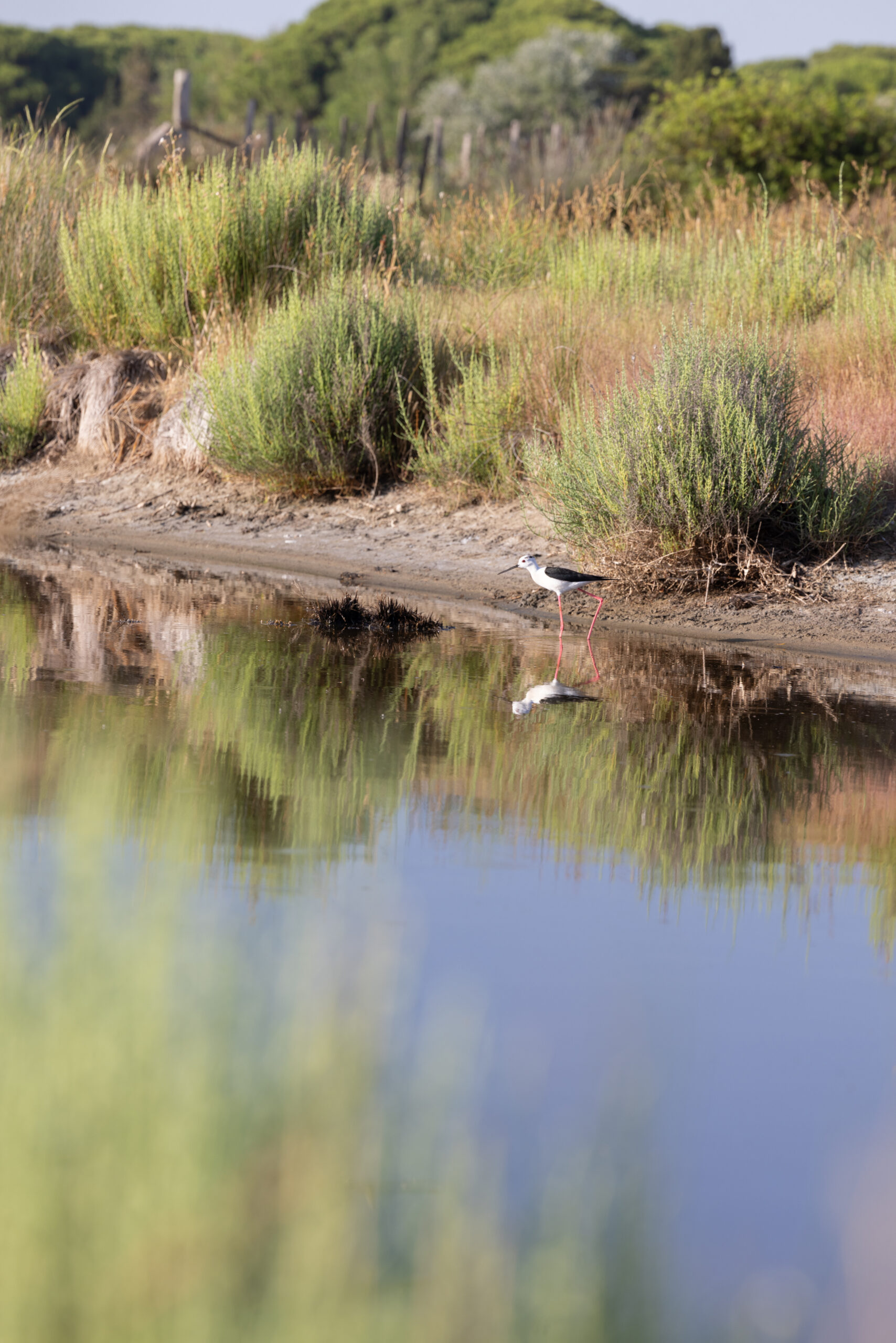 Oiseau @thegoodclick