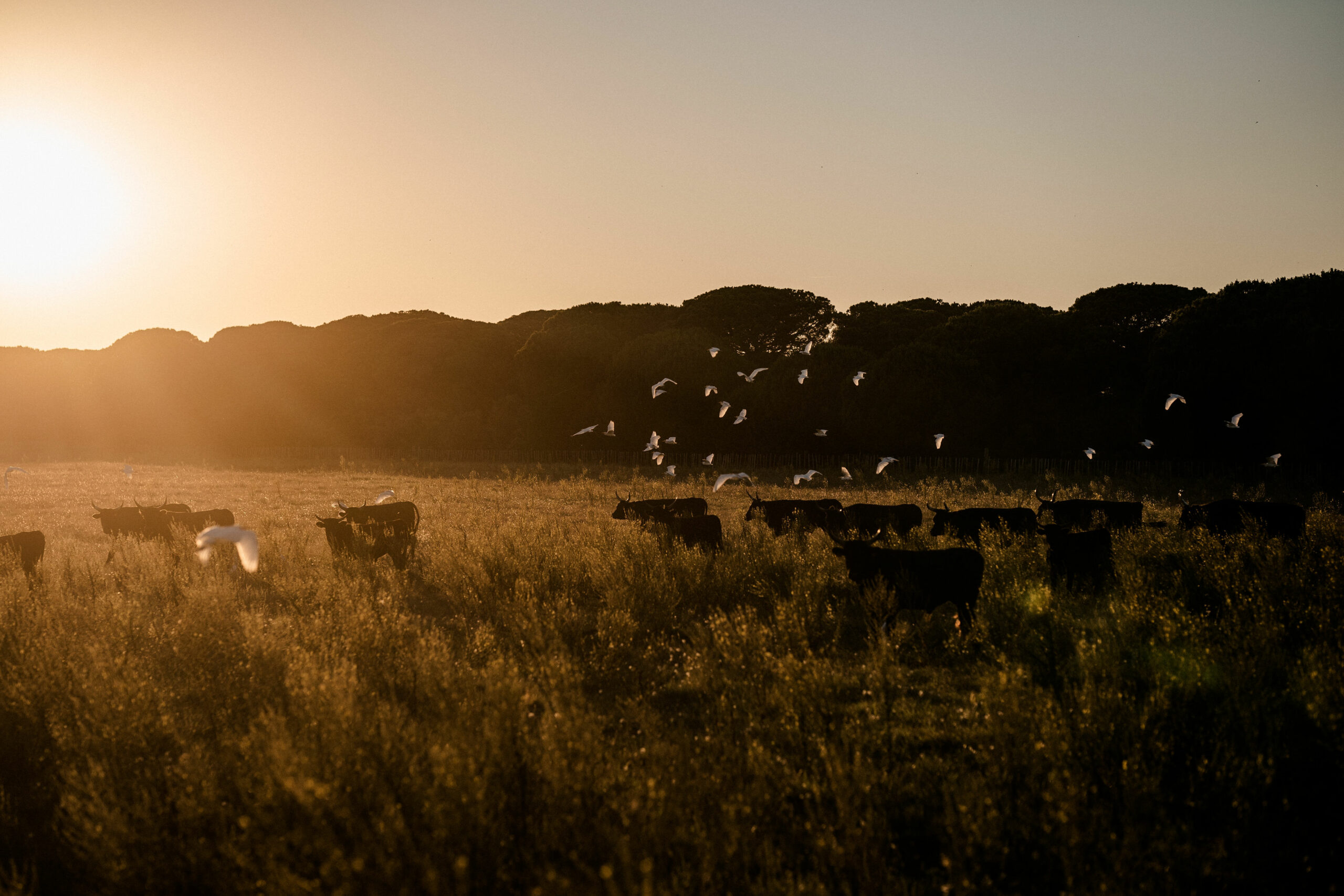 LE SAUVAGE DOMAINE EN CAMARGUE