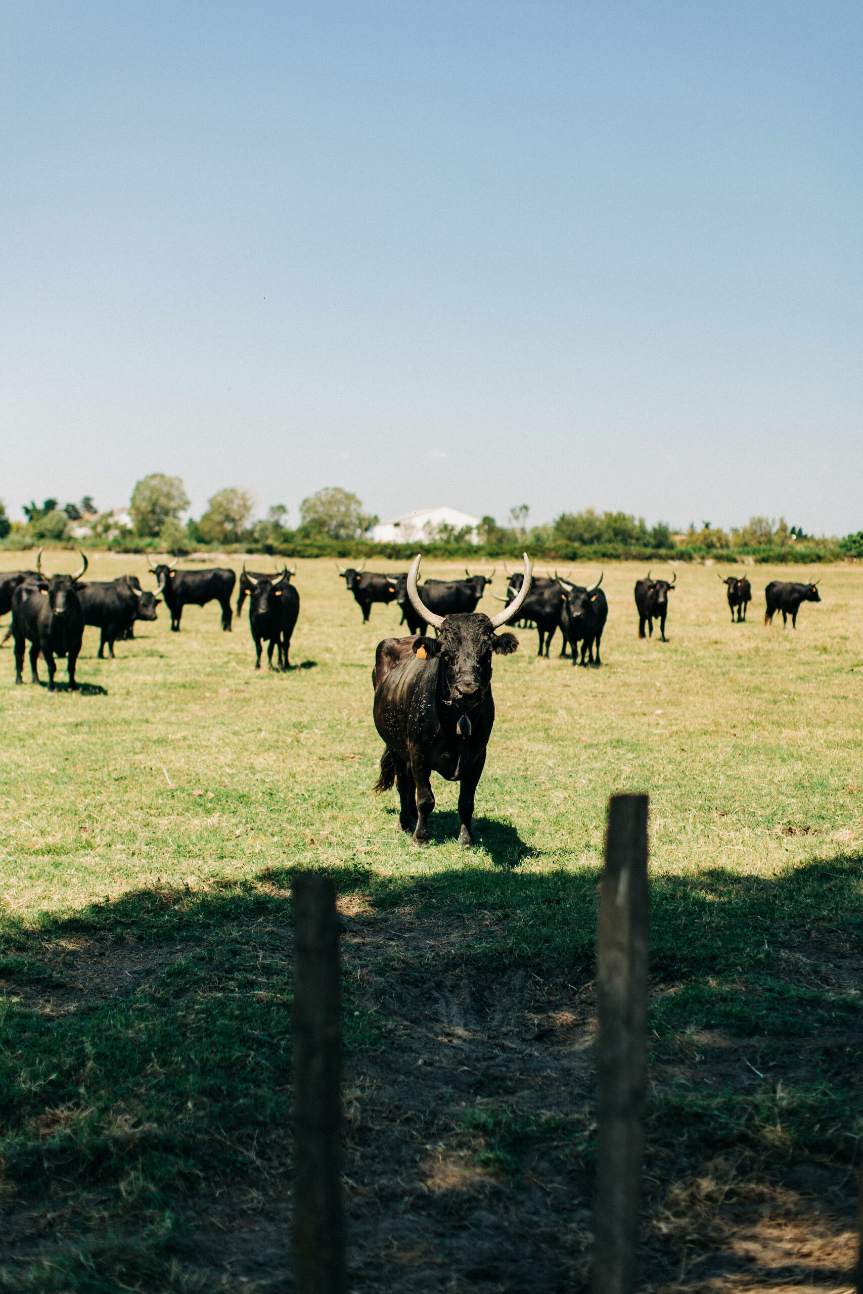 Taureaux camarguais (14)